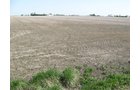 Property photo 13 - 172 Acres Offered in 3 Tracts - Prime Farmland
